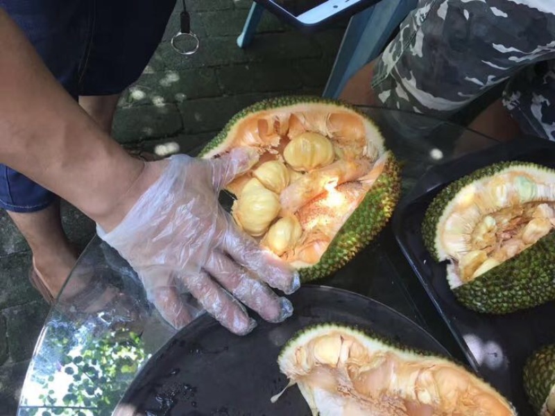 尖蜜拉3公斤以下