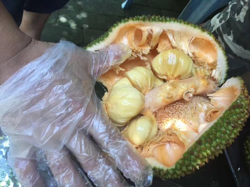 尖蜜拉3公斤以下