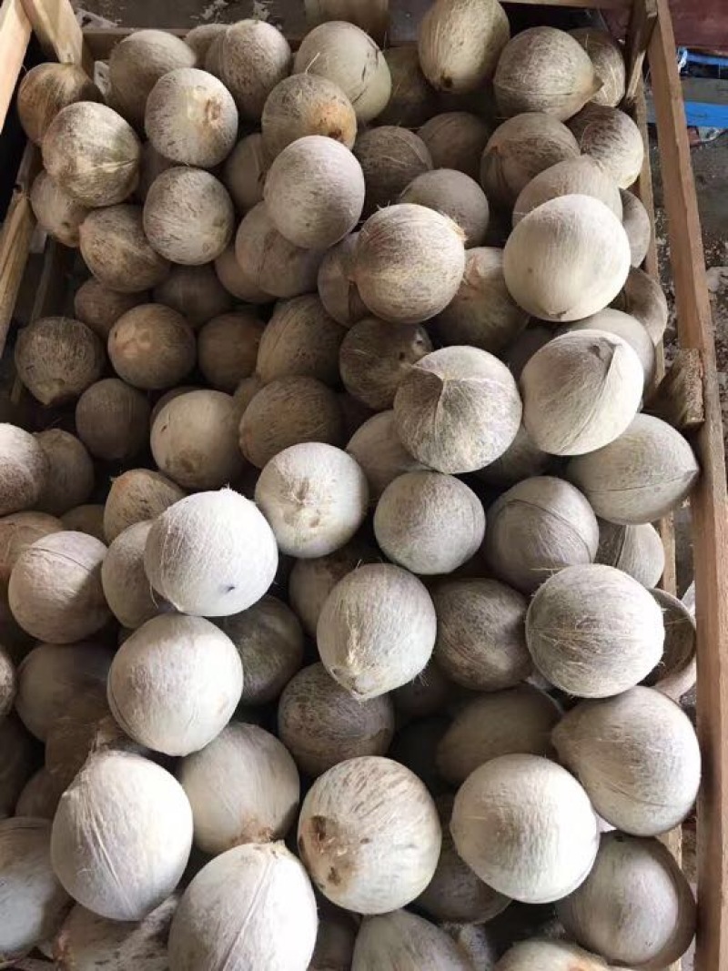 海南椰子青椰抛光椰皇