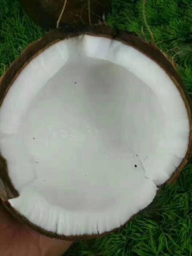 海南椰子青椰抛光椰皇