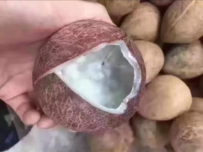 海南椰子青椰抛光椰皇