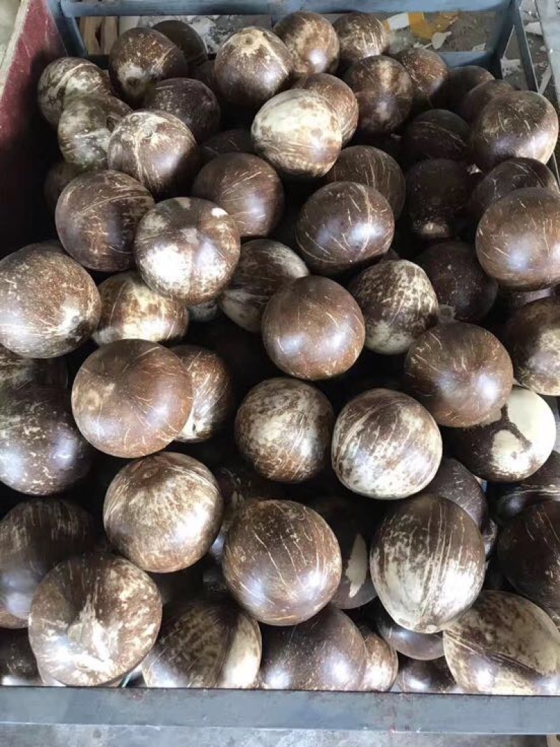 海南椰子青椰抛光椰皇