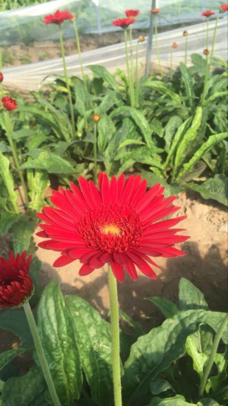 扶郎花