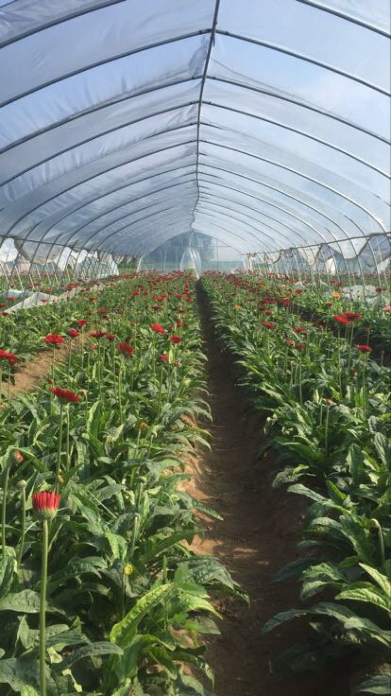 扶郎花