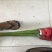 扶郎花