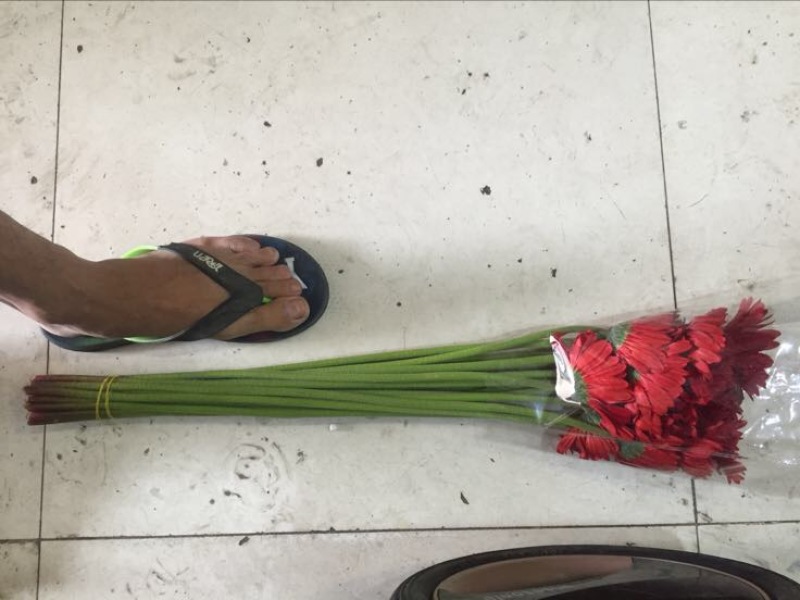 扶郎花