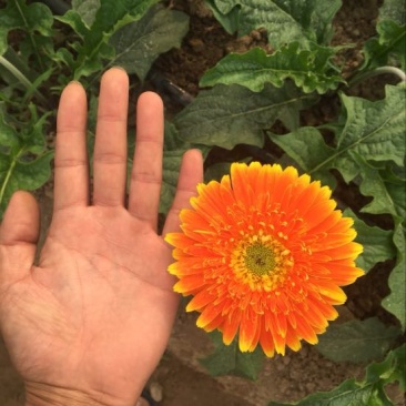 扶郎花