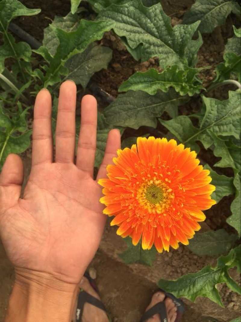 扶郎花