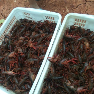 4-6钱（20-30克）食用