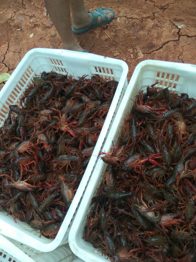 4-6钱（20-30克）食用