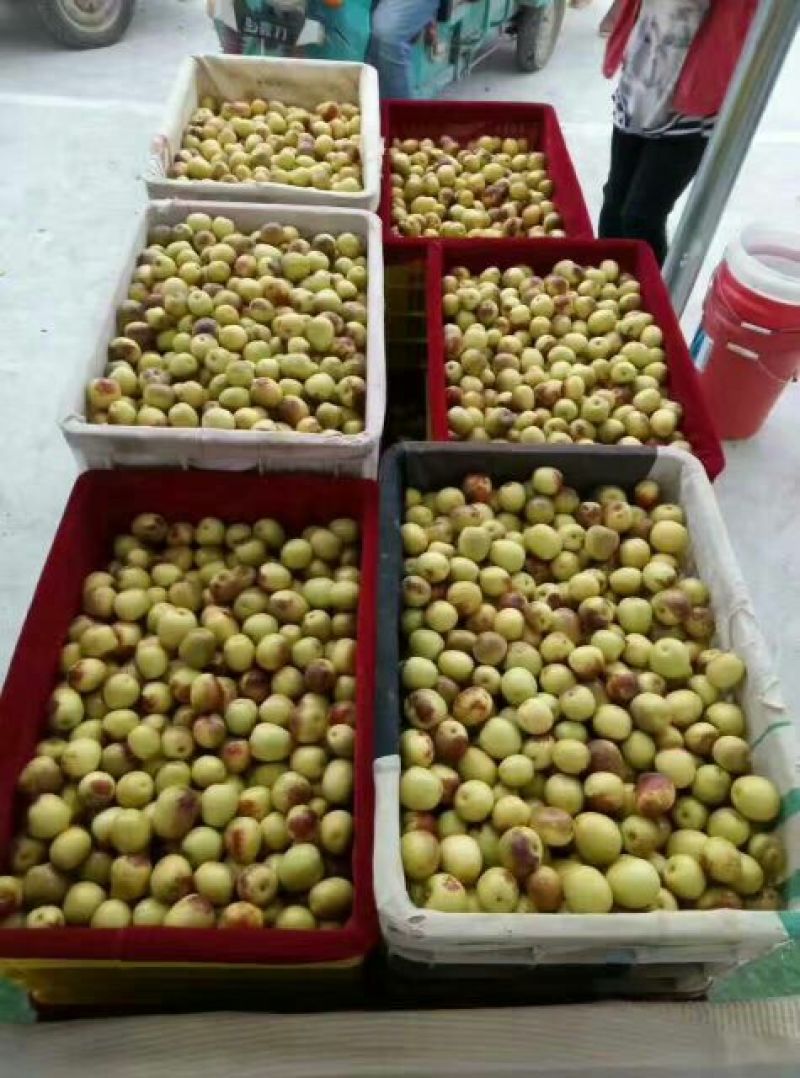 陕西大量供应大荔冬枣产地直供支持一件代发