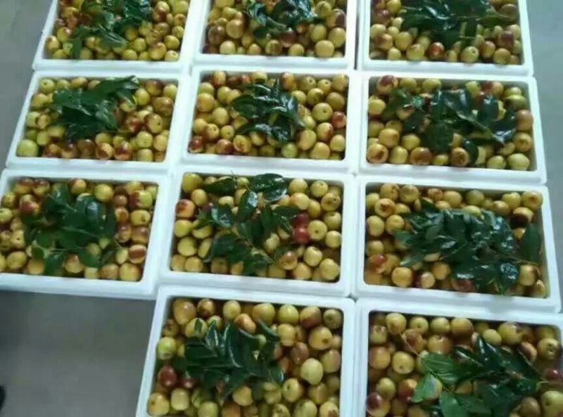 陕西大量供应大荔冬枣产地直供支持一件代发