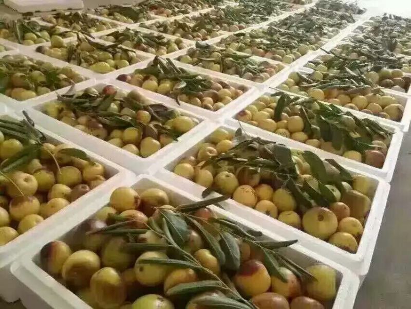 陕西大量供应大荔冬枣产地直供支持一件代发