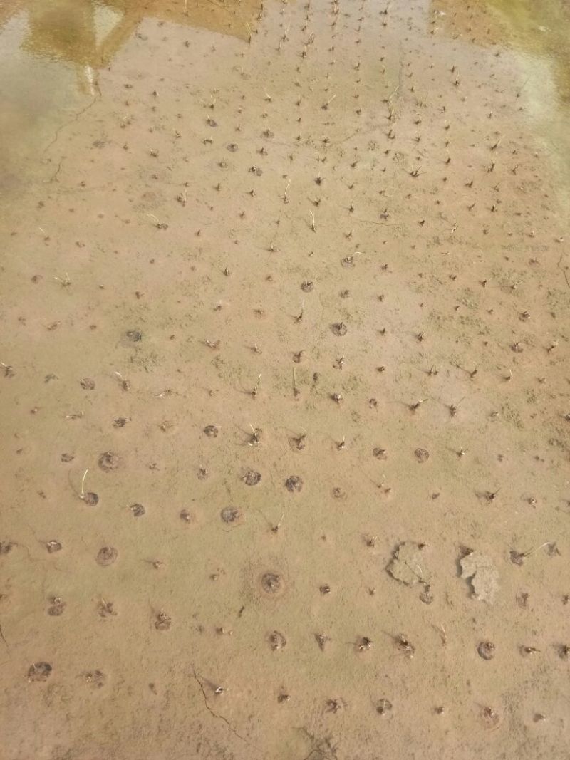 荸荠种荔浦马蹄种子桂蹄三号口感脆甜化渣