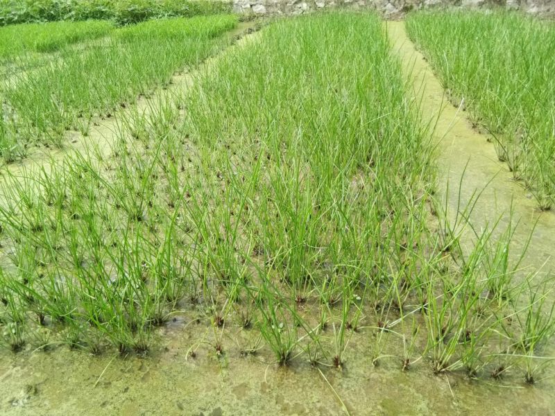 荸荠种荔浦马蹄种子桂蹄三号口感脆甜化渣