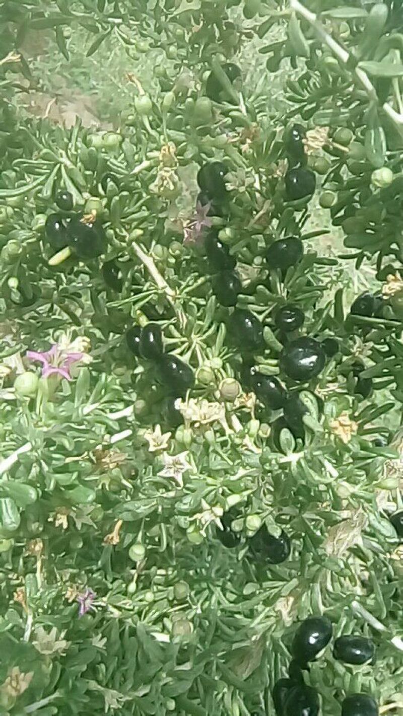 黑枸杞头茬干货