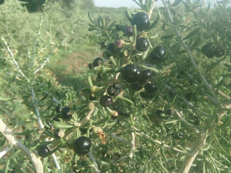 黑枸杞头茬干货