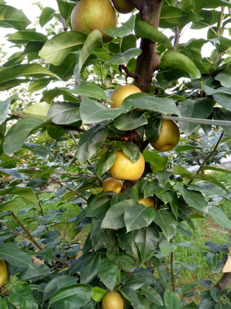 翠冠梨200~300g纸袋