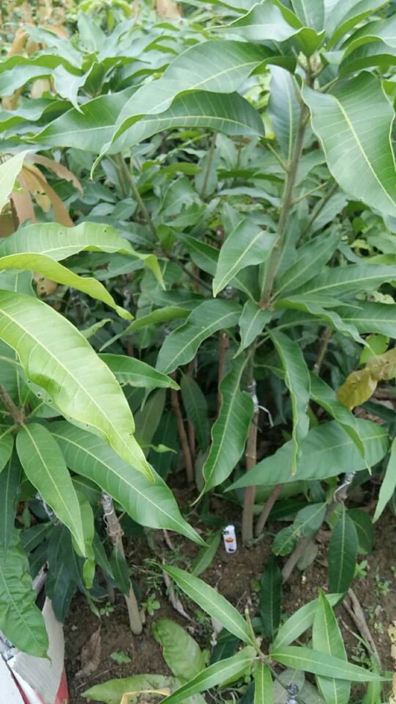 金煌芒树苗1~1.5m