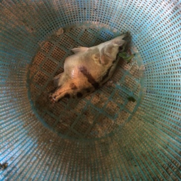 翘嘴鳜食用活鱼40~50cm