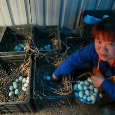 黑羽乌鸡土鸡