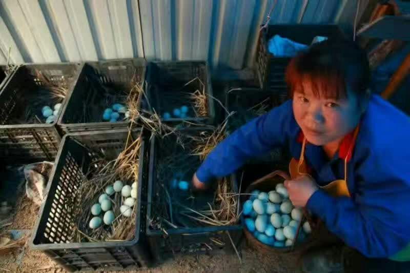 黑羽乌鸡土鸡