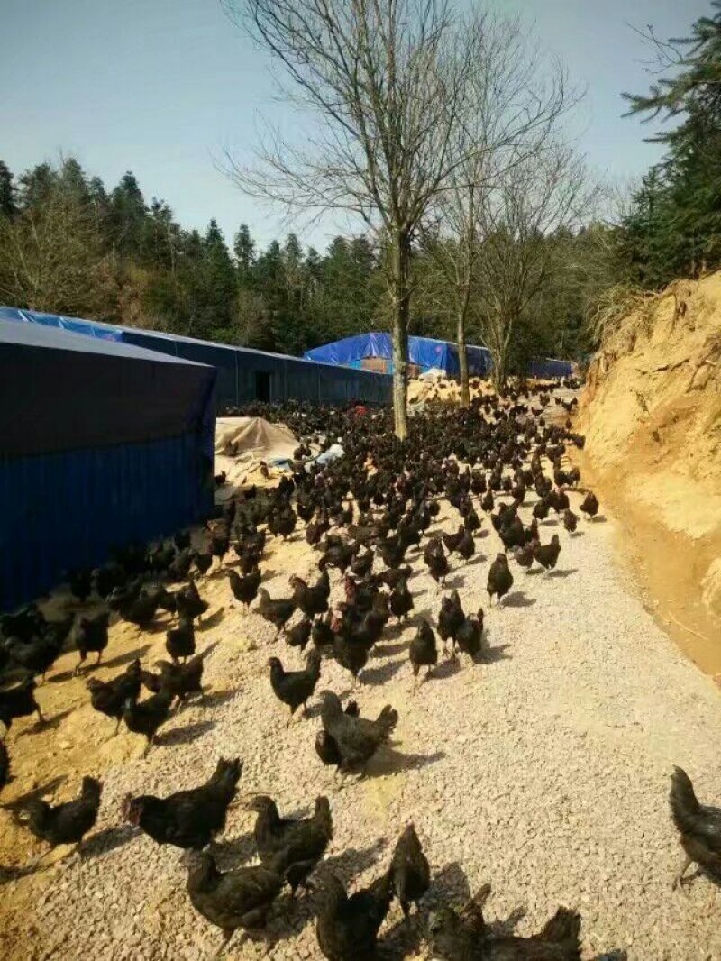 黑羽乌鸡土鸡