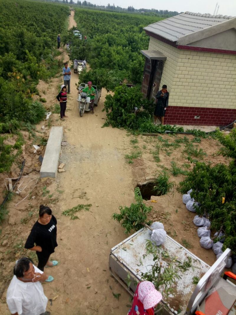 桃树苗80cm以上正品苗木保质保量死苗补发