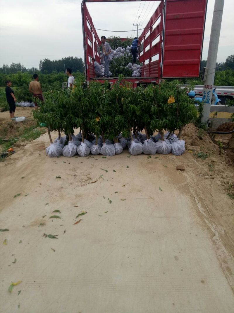 桃树苗80cm以上正品苗木保质保量死苗补发