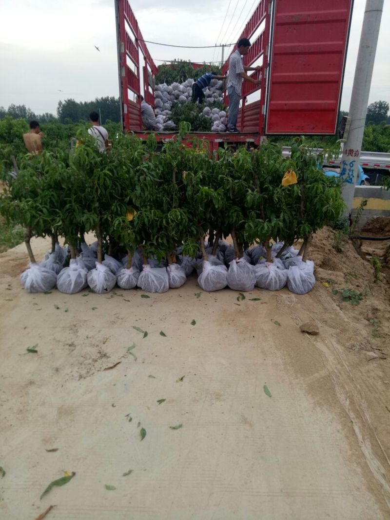 桃树苗80cm以上正品苗木保质保量死苗补发
