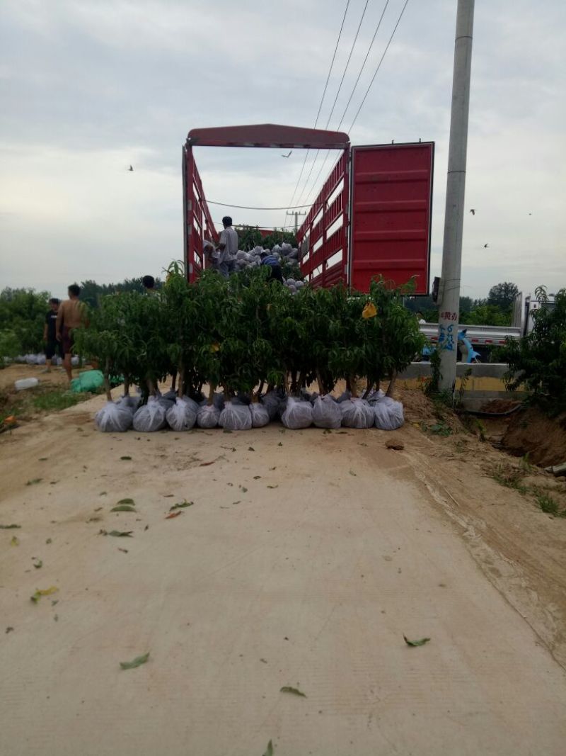 桃树苗80cm以上正品苗木保质保量死苗补发