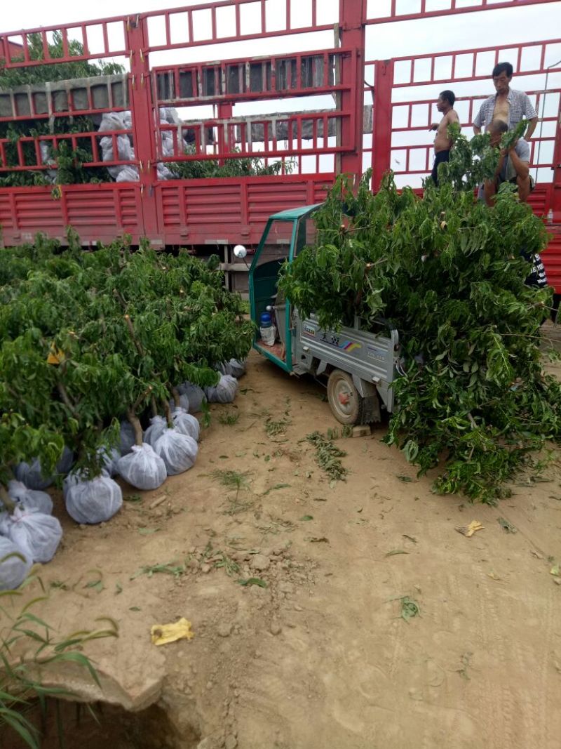 桃树苗80cm以上正品苗木保质保量死苗补发