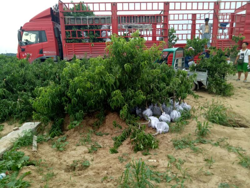 桃树苗80cm以上正品苗木保质保量死苗补发