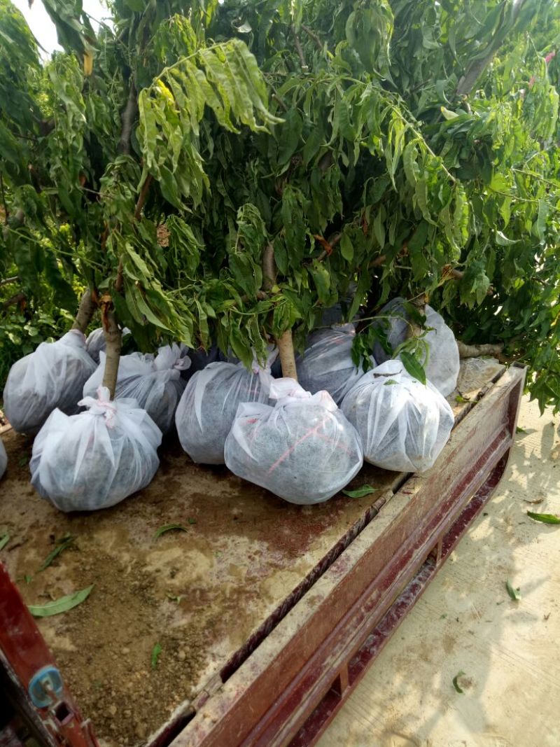 桃树苗80cm以上正品苗木保质保量死苗补发