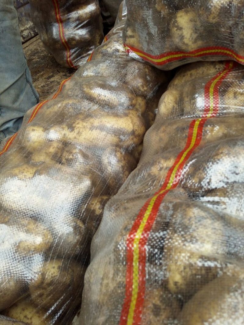 荐【内蒙土豆】荷兰十五土豆3两以上通货