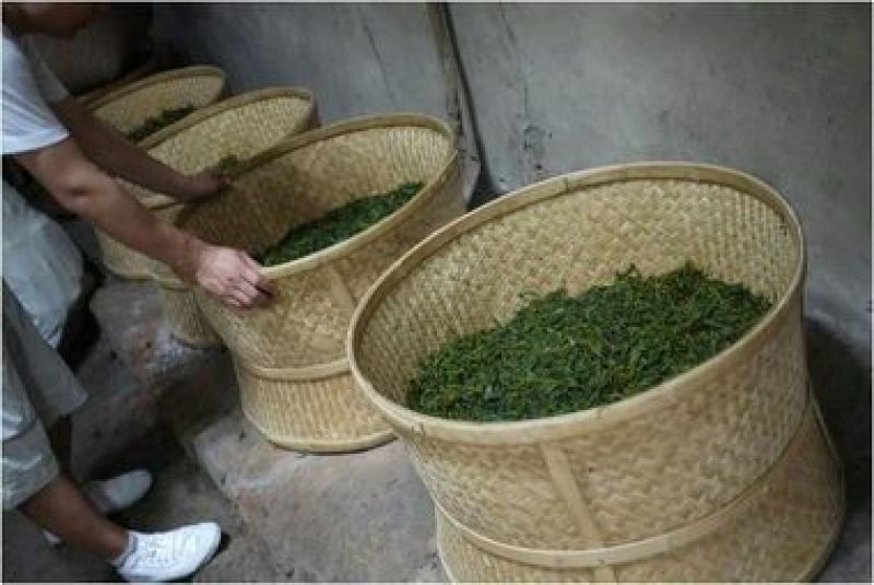 绿茶一级