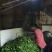 绿茶一级