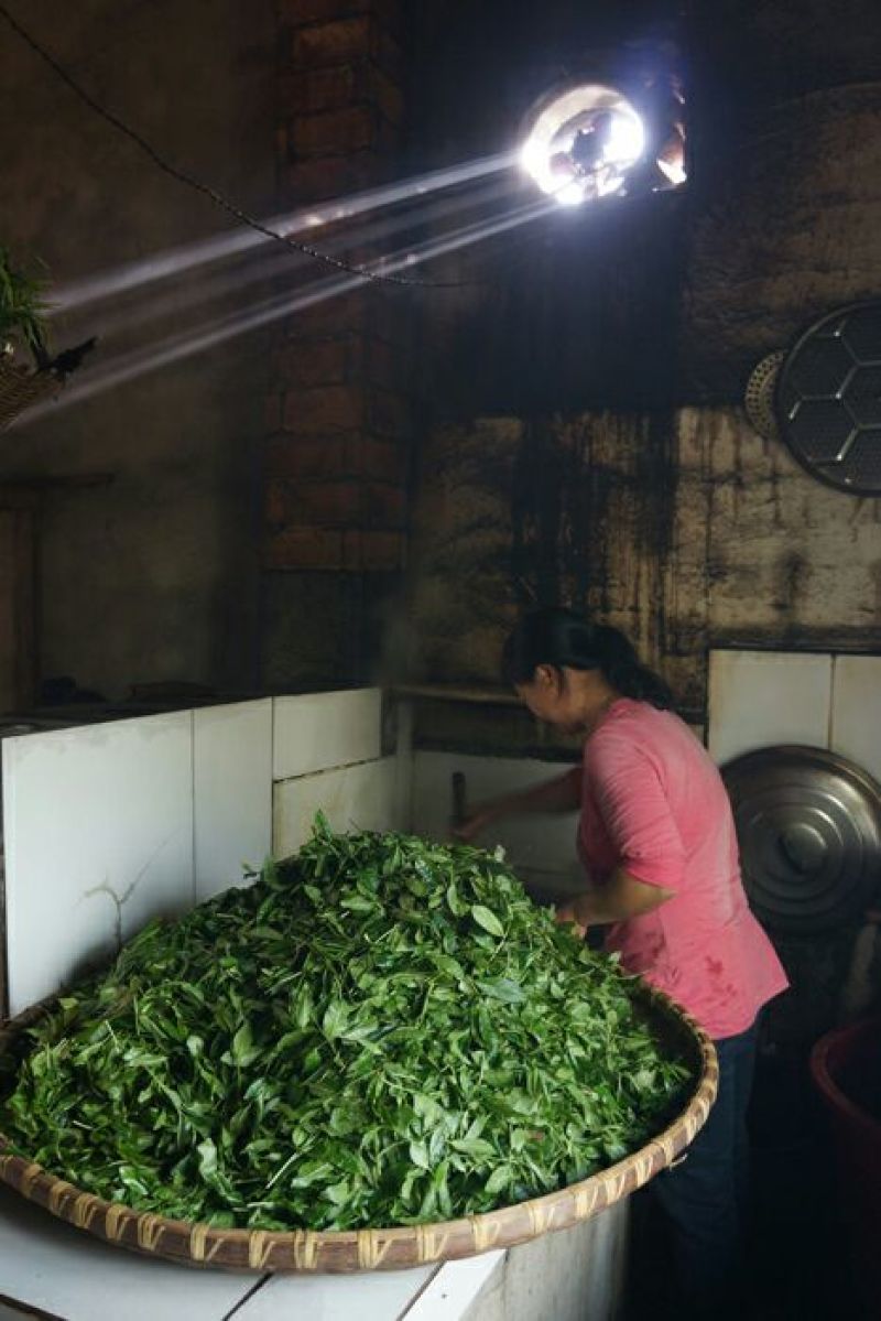 绿茶一级