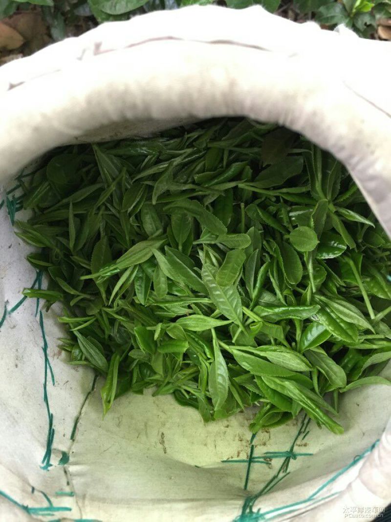 绿茶一级