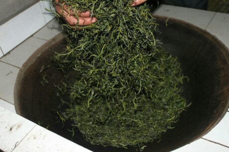 绿茶一级