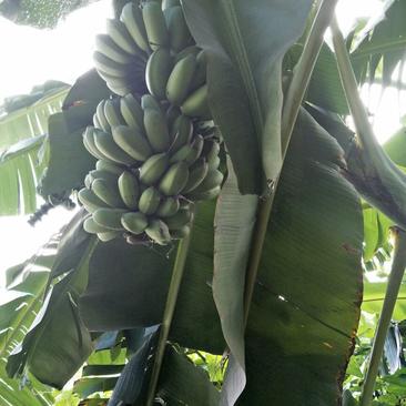 广西矮香蕉八成熟