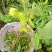 蚕