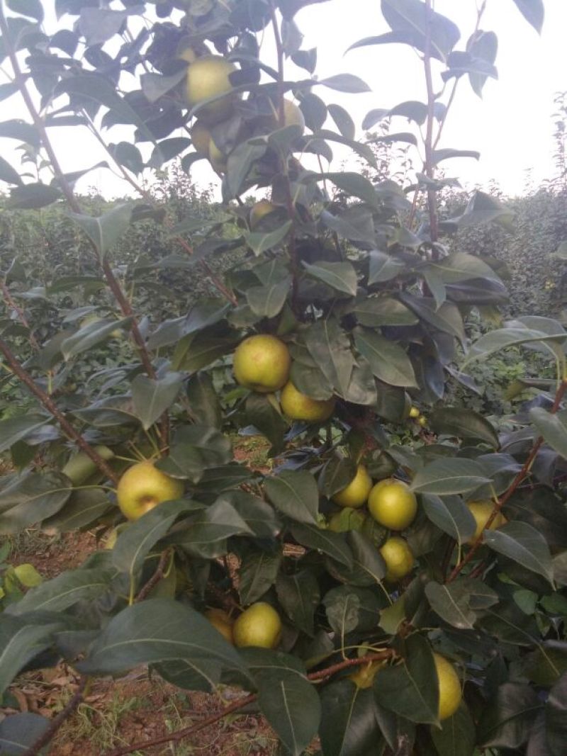 黄梨\翠冠梨\湖北襄阳翠冠梨\圆黄梨，个大味甜，多汁无渣