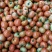 大红硬果通货大红弧二以上