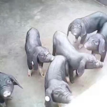 母猪苗猪