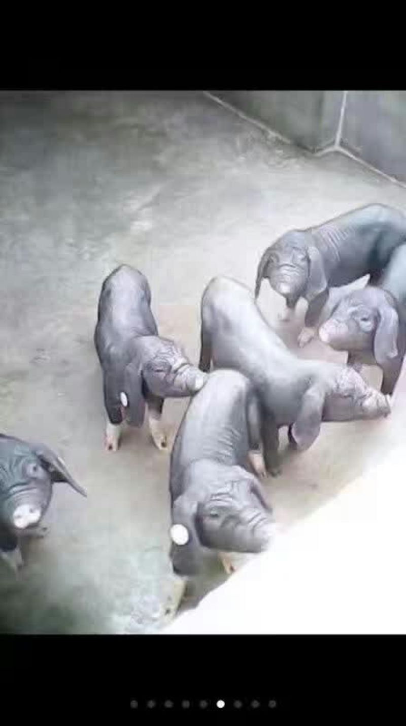 母猪苗猪