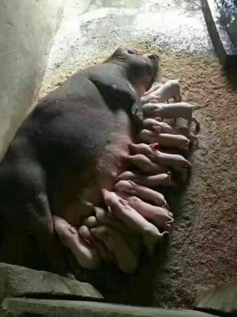 母猪苗猪