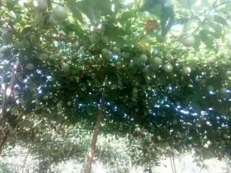 紫香一号百香果紫皮百香果肉肥当季孕妇新鲜水果鸡蛋果柠檬