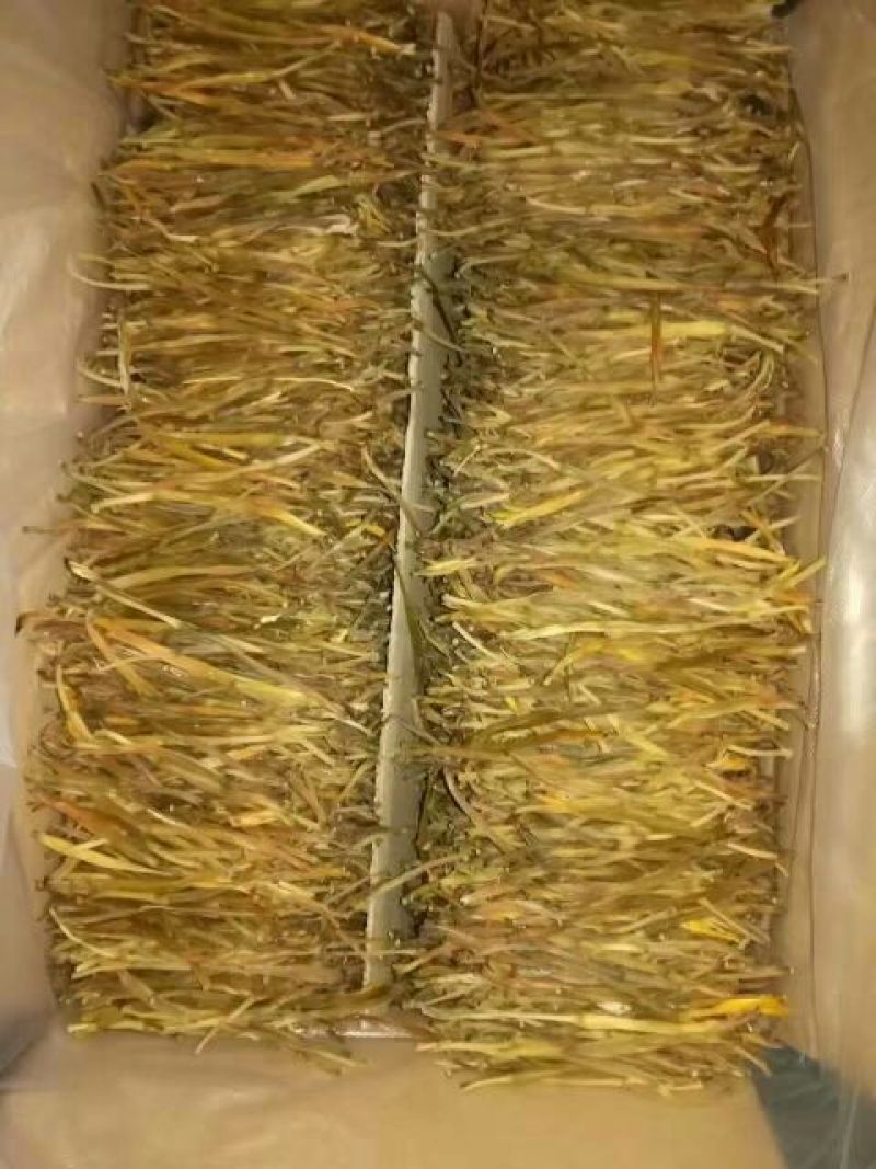 干黄菜