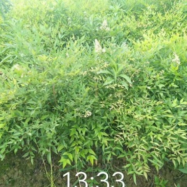 南天竹30~50cm
